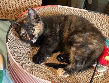ViVi -  Domestic Short Hair Cat Available for Adoption - ViVi | PetCurious