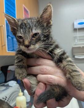 Lavender -  Domestic Medium Hair and Domestic Short Hair Cat for Adoption in Missoula, Montana - Lavender | PetCurious