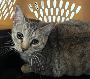 Rescue Domestic Short Hair Cats for Adoption in Cumming, Georgia - Penny 1667-25 | PetCurious