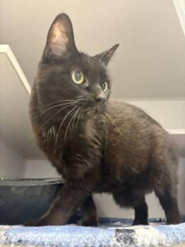 Dolores -  Domestic Short Hair Cat for Adoption in Bowling Green, Ohio - Dolores | PetCurious