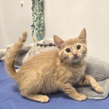 Gia -  Domestic Short Hair Cat for Adoption in Fort Wayne, Indiana - Gia | PetCurious