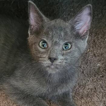 Augustus aka Gus -  Domestic Short Hair Cat for Adoption in Shippenville, Pennsylvania - Augustus Aka Gus | PetCurious