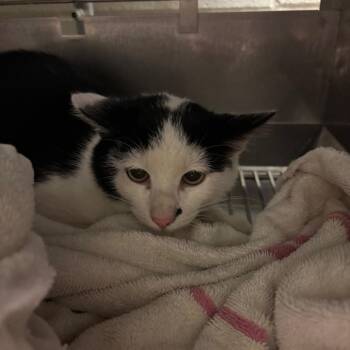 Snubbull -  Domestic Short Hair Cat for Adoption in Bristol, Indiana - Snubbull | PetCurious