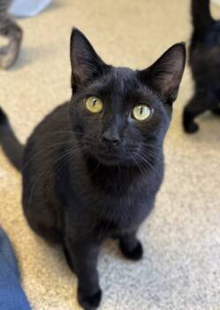 Rescue Domestic Short Hair Cats for Adoption in Harbor Springs, Michigan - Mo | PetCurious