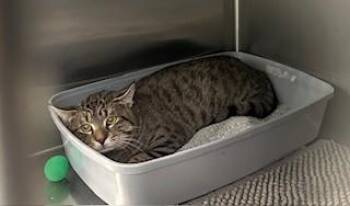 Domestic Short Hair Cats Available for Adoption in Santa Monica, California - PEPPER | PetCurious