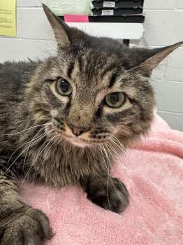 LOINEL -  Domestic Long Hair Cat for Adoption in Peoria, Illinois - LOINEL | PetCurious