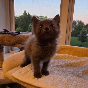 Tinker -  Domestic Short Hair Cat for Adoption in Mastic, New York - Tinker | PetCurious