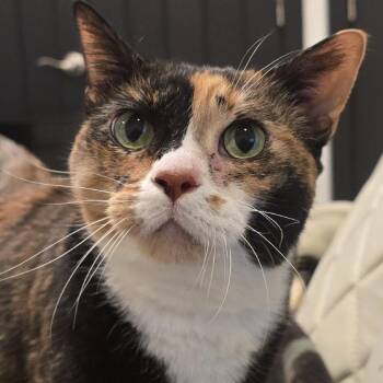 Trinity (Bonded with Aeris) -  Domestic Short Hair Cat for Adoption in Naperville, Illinois - Trinity (Bonded With Aeris) | PetCurious