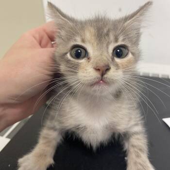 Miss Frizzle -  American Shorthair Cat for Adoption in Dickinson, Texas - Miss Frizzle | PetCurious