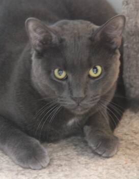 Ghost -  Domestic Short Hair Cat for Adoption in Norton, Massachusetts - Ghost | PetCurious
