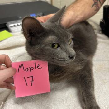 Manitoba -  Domestic Short Hair Cat for Adoption in Bristol, Indiana - Manitoba | PetCurious
