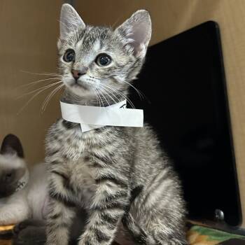 Rescue Domestic Short Hair Cats for Adoption in Chesapeake, Virginia - Jo | PetCurious