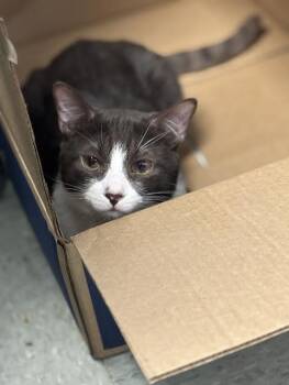 Domestic Short Hair Cats Available for Adoption - Mr. Bellingham | PetCurious