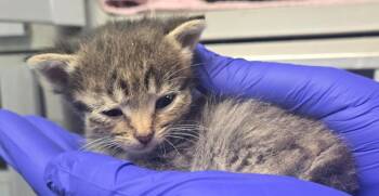 TC brn tab f -  Domestic Short Hair Cat for Adoption in Greencastle, Indiana - TC Brn Tab F | PetCurious