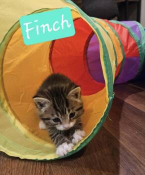 Domestic Short Hair Cats Available for Adoption in Chalfont, Pennsylvania - Finch | PetCurious