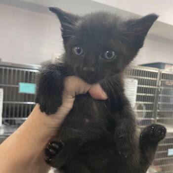 Panther -  Domestic Short Hair Cat for Adoption in Port Charlotte, Florida - Panther | PetCurious