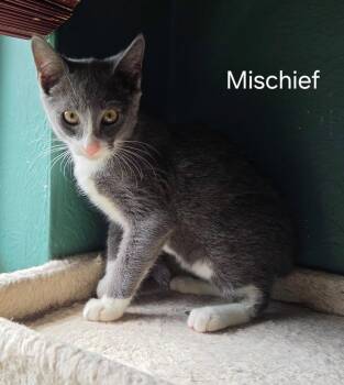 Mischief -  Domestic Short Hair Cat for Adoption in Oviedo, Florida - Mischief | PetCurious