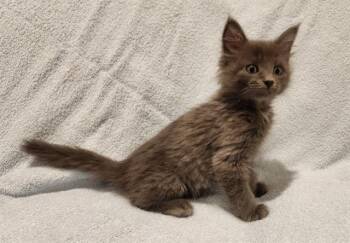 ANSEL ADAMS -  Domestic Short Hair Cat for Adoption in Colorado Springs, Colorado - ANSEL ADAMS | PetCurious