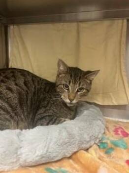 Domestic Short Hair Cats Available for Adoption - TUMBLE | PetCurious