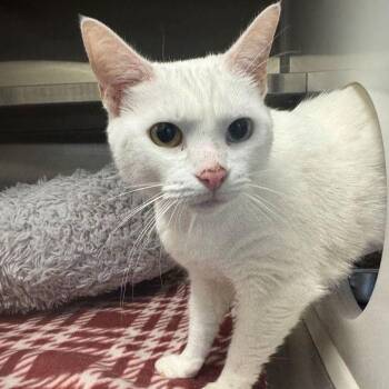 Domestic Short Hair Cats Available for Adoption - Gemini | PetCurious