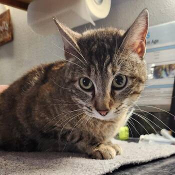 Domestic Short Hair Cats Available for Adoption in Brighton, Missouri - Cymbaline | PetCurious