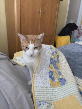 Rescue Domestic Short Hair Cats for Adoption in Port Orange, Florida - Jayco (Daytona Beach) Very Sweet And Loving Cat Loves To Cuddle  | PetCurious