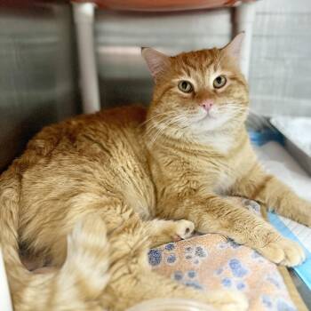 Domestic Short Hair Cats Available for Adoption - Juju | PetCurious