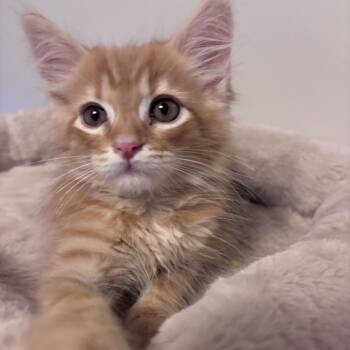 Popcorn -  Domestic Long Hair Cat for Adoption in Chattanooga, Tennessee - Popcorn | PetCurious