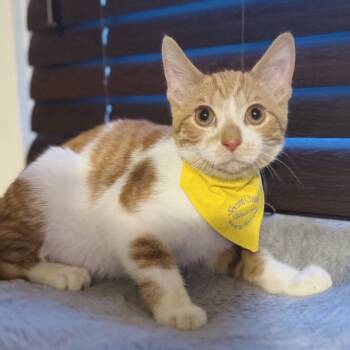 Rescue Domestic Short Hair Cats for Adoption in Marysville, Ohio - Julian | PetCurious