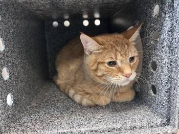 Papa -  Domestic Short Hair Cat for Adoption in New York, New York - Papa | PetCurious