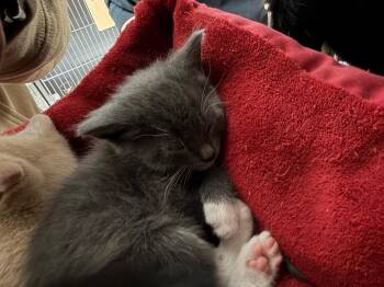 Domestic Short Hair Cats Available for Adoption in Virginia, Minnesota - Freeport | PetCurious