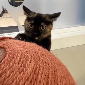 Soleil -  Domestic Medium Hair Cat for Adoption in Spokane, Washington - Soleil | PetCurious