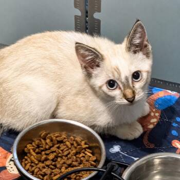 Ellie -  Siamese and Domestic Short Hair Cat for Adoption in Brighton, Missouri - Ellie | PetCurious