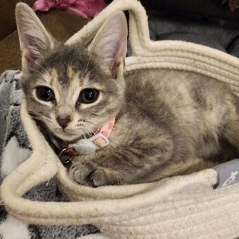 Domestic Short Hair Cats Available for Adoption in Green Bay, Wisconsin - Peach | PetCurious
