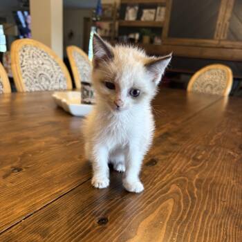 Simon -  Siamese and Domestic Short Hair Cat for Adoption in Mastic, New York - Simon | PetCurious