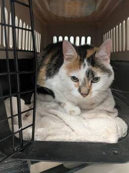 BLIZZARD -  Domestic Short Hair Cat for Adoption in St. Peters, Missouri - BLIZZARD | PetCurious