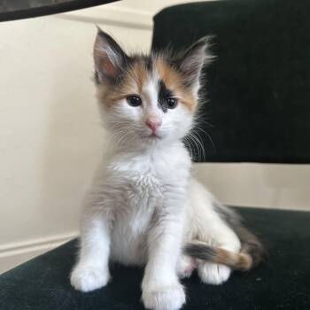Elizabeth -  Domestic Long Hair Cat for Adoption in Powdersville, South Carolina - Elizabeth | PetCurious