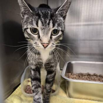 Pumpkin -  Domestic Short Hair Cat for Adoption in Salt Lake City, Utah - Pumpkin | PetCurious