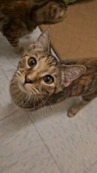 Rescue Domestic Short Hair Cats for Adoption in Sprakers, New York - Clover | PetCurious