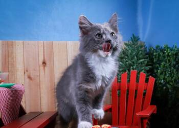 Bean -  Dilute Calico Cat for Adoption in Lucas, Texas - Bean | PetCurious