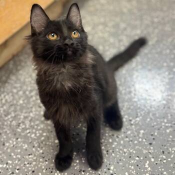 Alfa -  Domestic Long Hair Cat for Adoption in Marshalltown, Iowa - Alfa | PetCurious