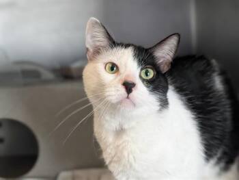 PINGU -  Domestic Short Hair Cat for Adoption in Camarillo, California - PINGU | PetCurious