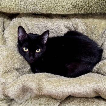 Tiffany -  Domestic Short Hair Cat for Adoption - Tiffany | PetCurious