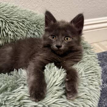 Dominic -  Domestic Medium Hair Cat for Adoption in Las Vegas, Nevada - Dominic | PetCurious