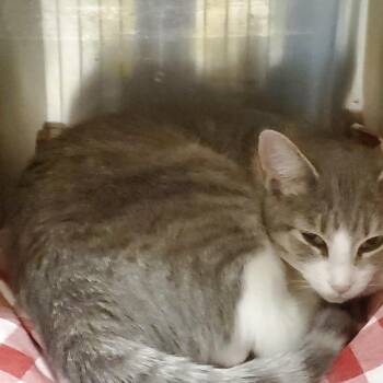 Rescue Domestic Short Hair Cats for Adoption in Muncie, Indiana - Eloise | PetCurious