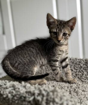 Rescue Tabby Cats for Adoption in West Palm Beach, Florida - Encanto* | PetCurious