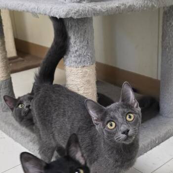 Lolly -  Domestic Short Hair Cat for Adoption in Midland, Texas - Lolly | PetCurious