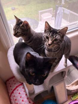Elvis -  Domestic Short Hair Cat for Adoption in Roxbury Township, New Jersey - Elvis | PetCurious