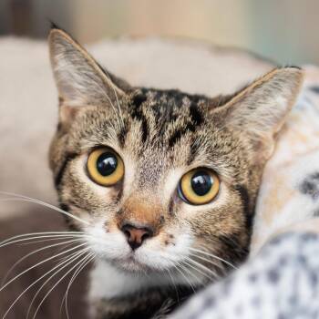 Domestic Short Hair Cats Available for Adoption - Sophia | PetCurious