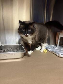 Snowshoe Cats Available for Adoption in Kennewick, Washington - Mochi | PetCurious